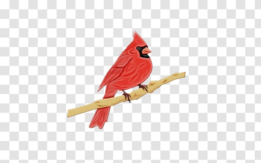 Bird Cardinal Northern Beak Songbird - Wing Branch Transparent PNG