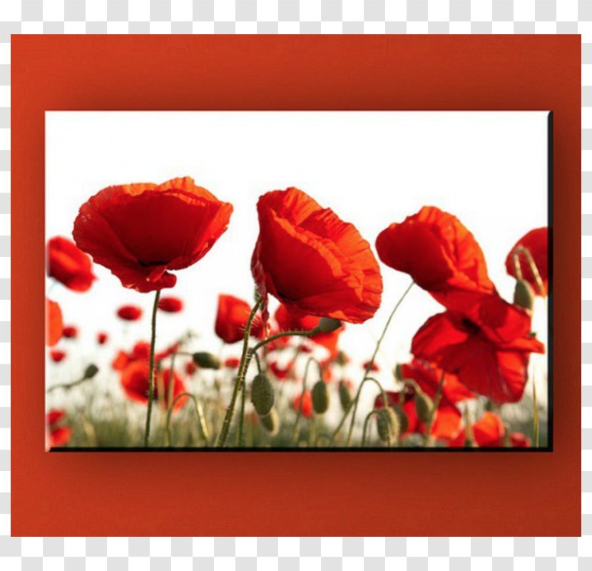 Flower Poppy Fototapeta Wallpaper Flour Transparent PNG