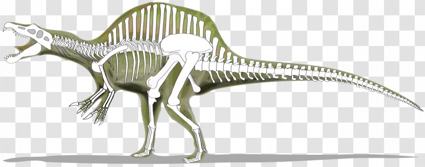 Spinosaurus Tyrannosaurus Baryonyx Suchomimus Giganotosaurus - Line Art - Skeleton Transparent PNG