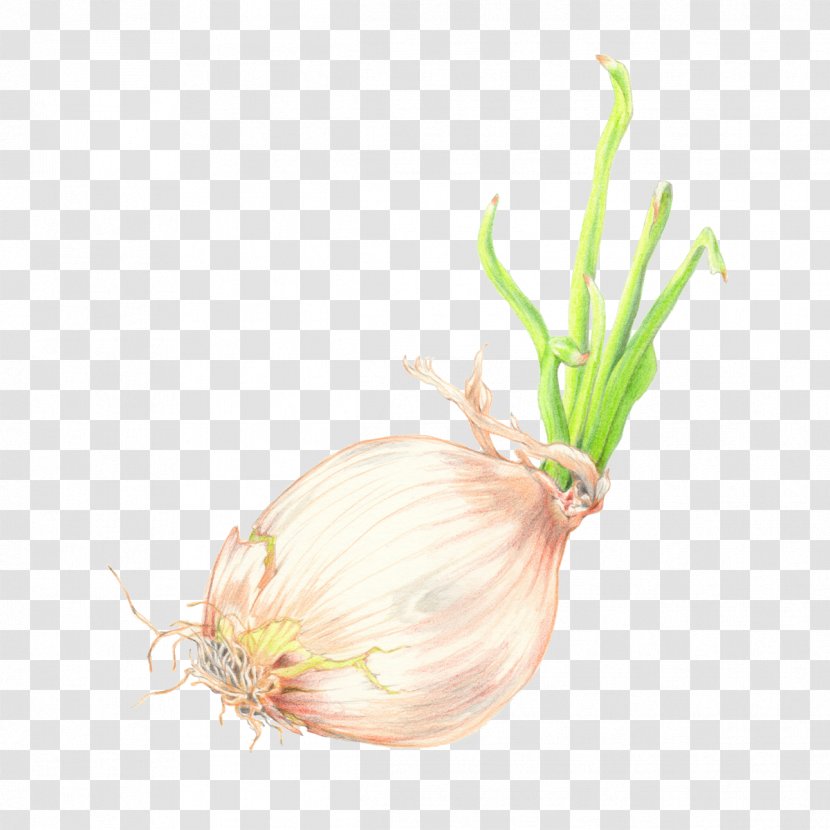 Plants Background - Allium - Pearl Onion Food Transparent PNG