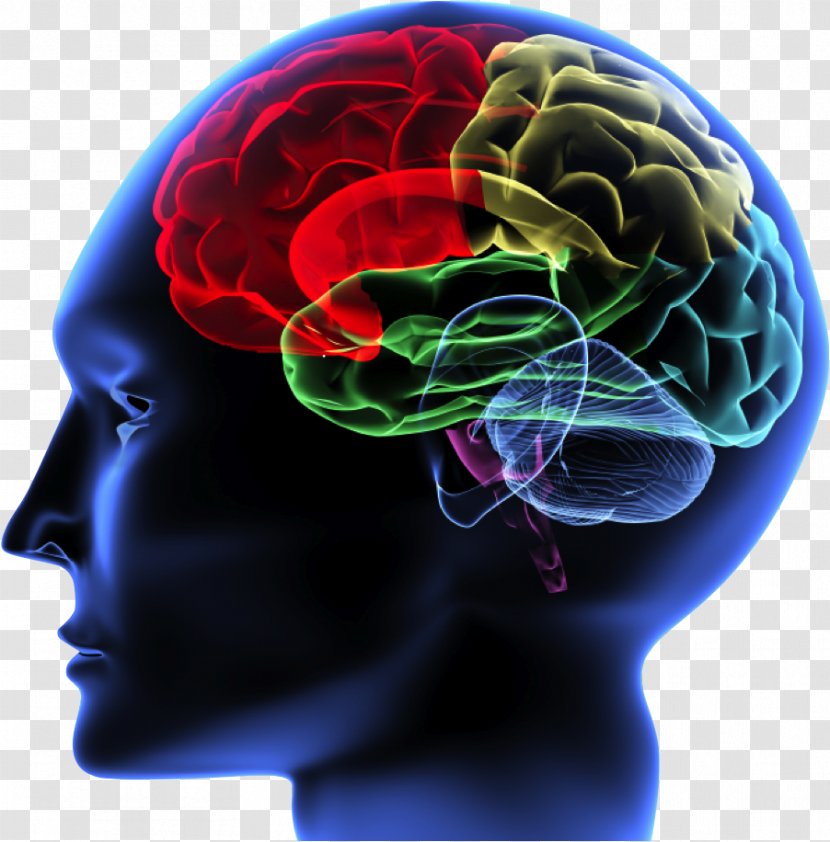 Brain Rules Principles Of Neural Science Human Neuroimaging - Watercolor Transparent PNG