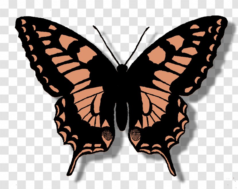 Monarch Butterfly Swallowtail Clip Art - Old World Transparent PNG