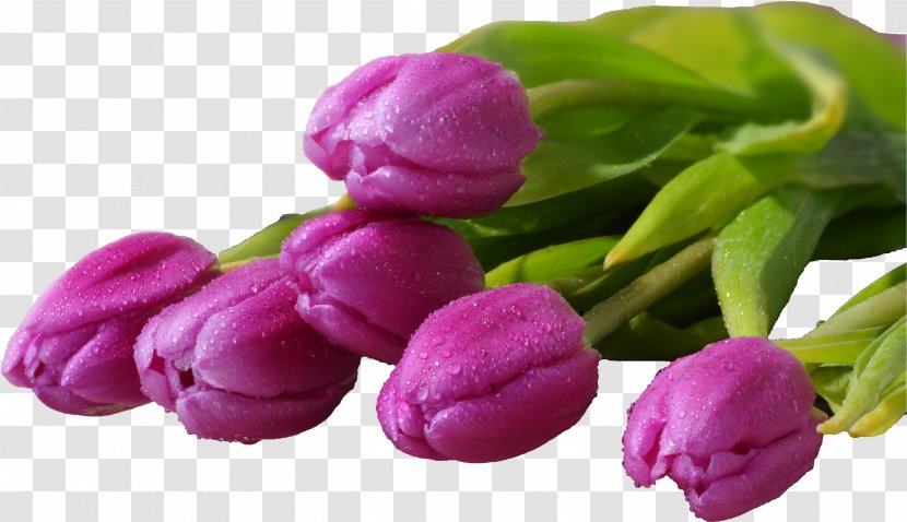 Flower Bouquet Desktop Wallpaper Tulip Display Resolution - Mobile Phones - Lilac Transparent PNG