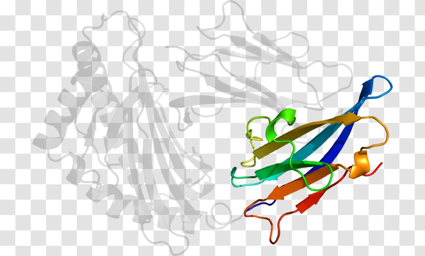 Product Clip Art Line Point Organism - Text - Cytotoxic T Cell Transparent PNG