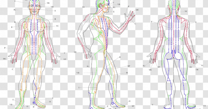 Meridian Acupuncture Human Body Traditional Chinese Medicine Akupunktiopiste - Cartoon - Cuerpo Humano Transparent PNG