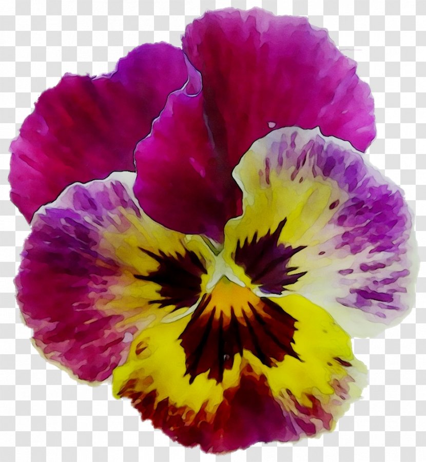 Pansy Annual Plant Purple Plants - Violet - Primula Transparent PNG