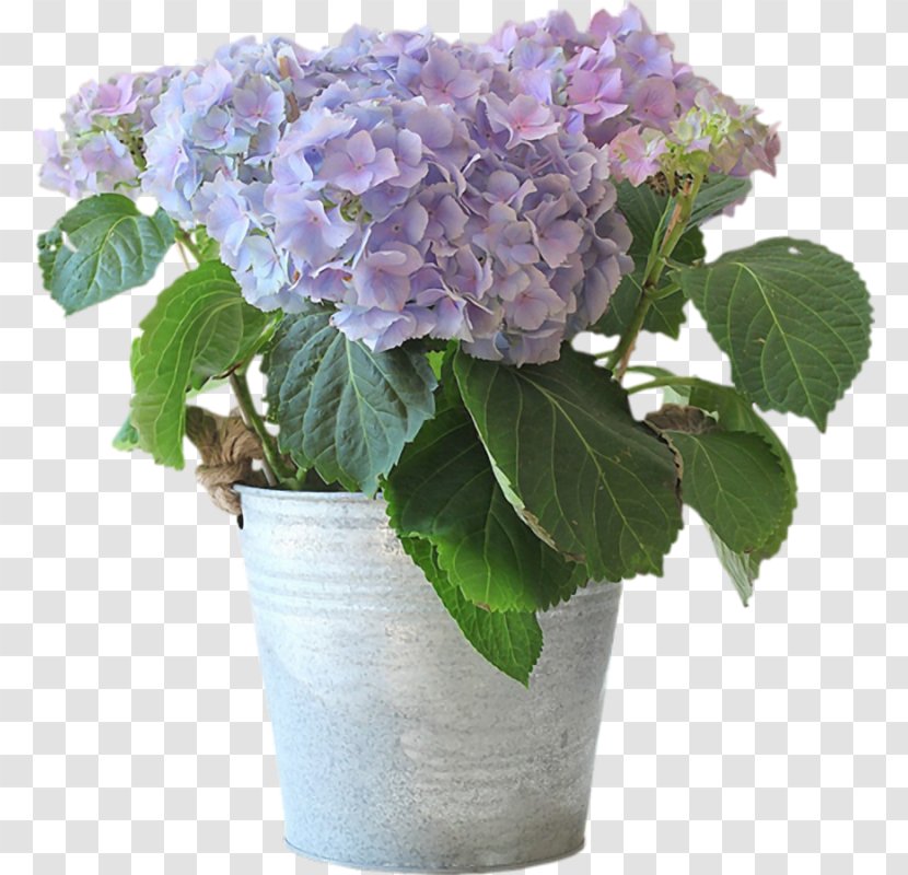 Flower Delivery Floristry Flowerpot Hydrangea - Flowering Plant Transparent PNG