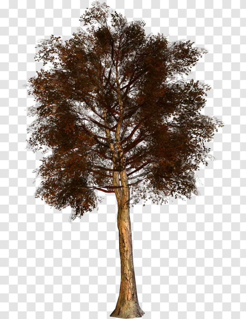 Pine Family - Woody Plant Transparent PNG
