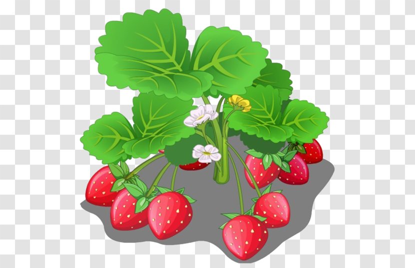 Aedmaasikas Crop - Local Food - Strawberry Fields Transparent PNG