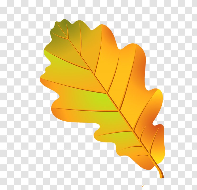 Clip Art Leaf Image Oak Transparent PNG