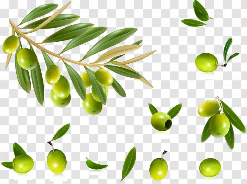 Olive Oil Leaf Clip Art - Food - Olives Transparent PNG