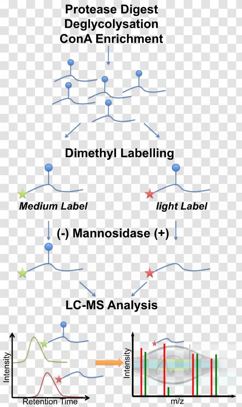 Line Point Angle Diagram Transparent PNG