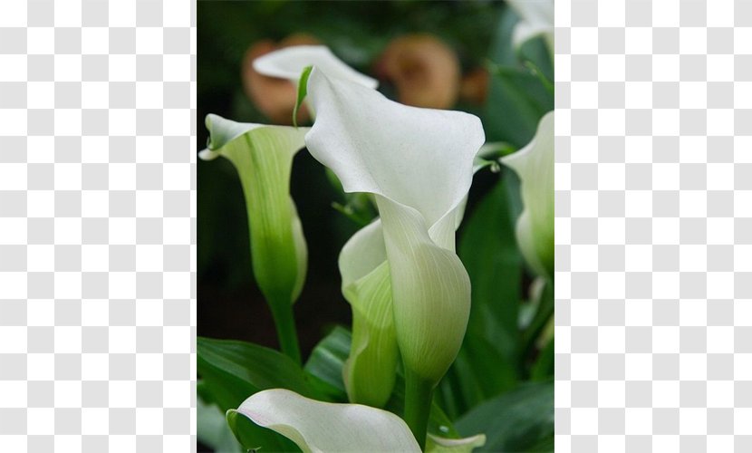 Arum-lily Cut Flowers Plant Arum Lilies - Callalily Transparent PNG