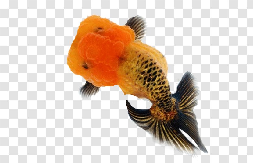 Aquarium Lionhead Ranchu Pearlscale Fish - Fishkeeping - Made Transparent PNG