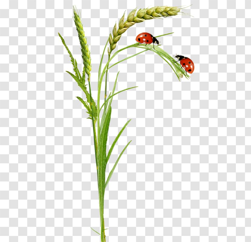 Ladybird Clip Art - Flora - Ladybug Transparent PNG