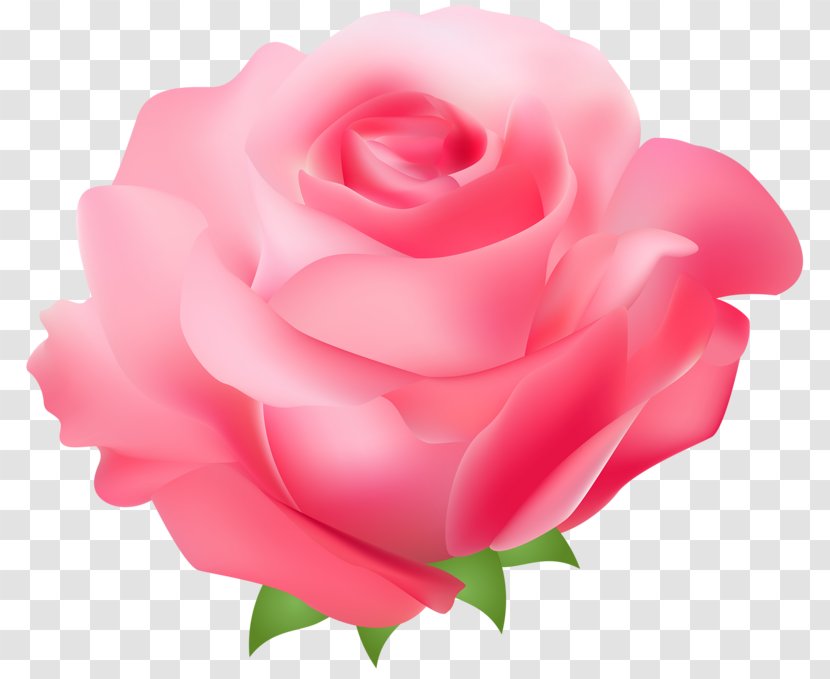 Rose Pink Free Clip Art - Cut Flowers - Roses Transparent PNG