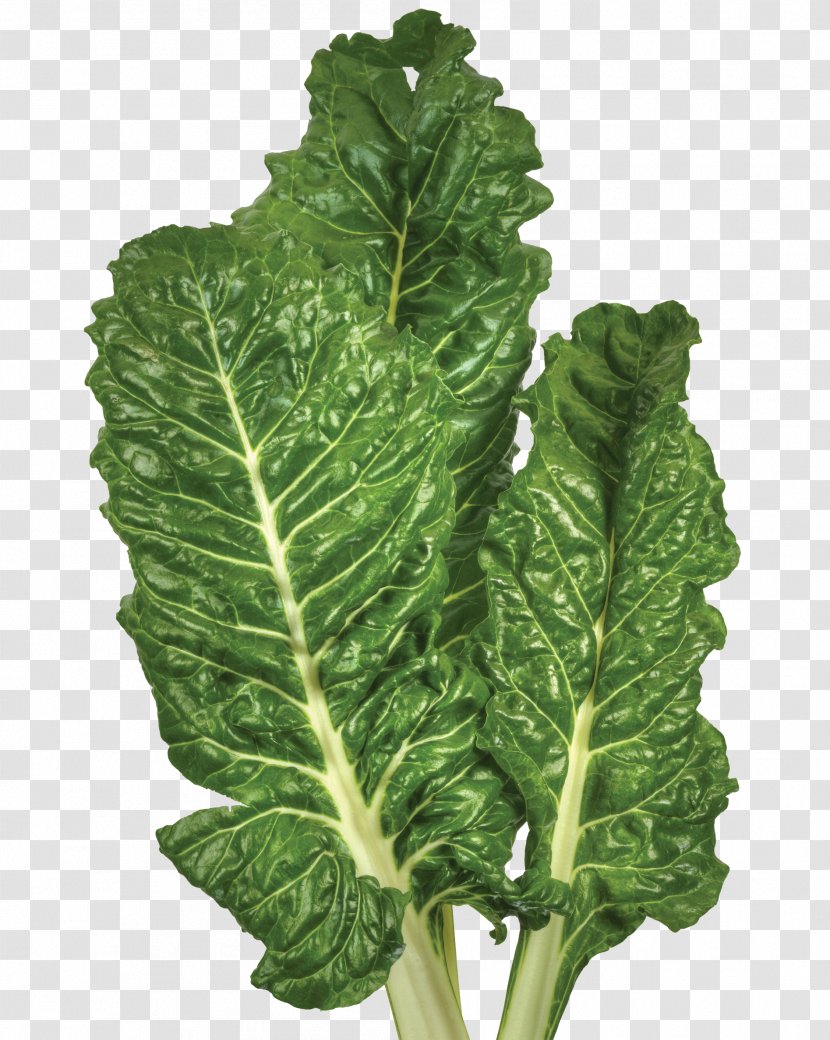 Lacinato Kale Chard Collard Greens Spinach Spring - Rhubarb - Savoy Cabbage Transparent PNG