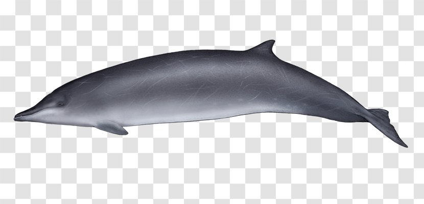 Common Bottlenose Dolphin Wholphin Tucuxi Short-beaked Rough-toothed - Cetaceans - Grey Whale Transparent PNG