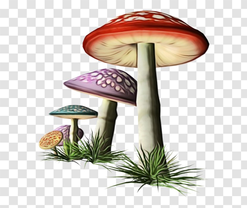 Mushroom Bolete Edible Terrestrial Plant Fungus - Watercolor - Agaric Agaricaceae Transparent PNG