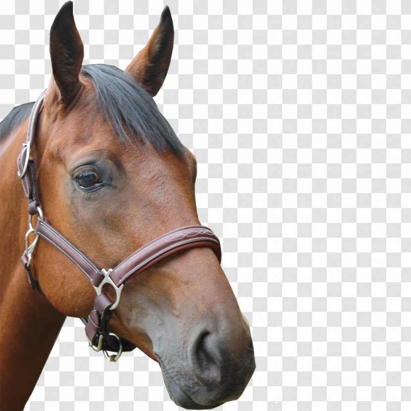 Halter Horse Chetak Leather Equestrian - Bit Transparent PNG