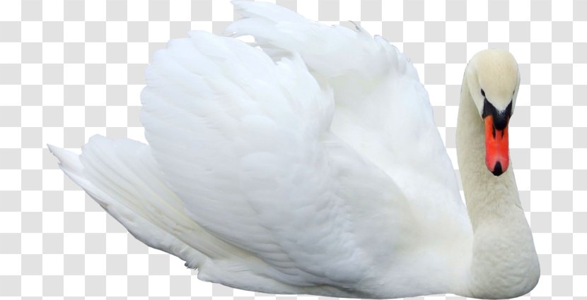 Cygnini Clip Art - Swan - Cartoon Transparent PNG