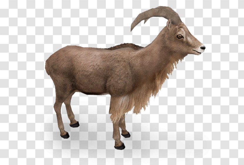 Barbary Sheep Goat Yorkshire Terrier Argali Animal - Cattle Like Mammal - Dikdik Transparent PNG