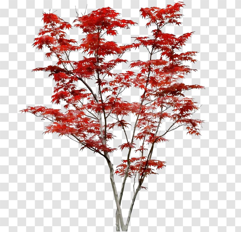 Tree Plant Flower Red Woody - Maple - Branch Twig Transparent PNG