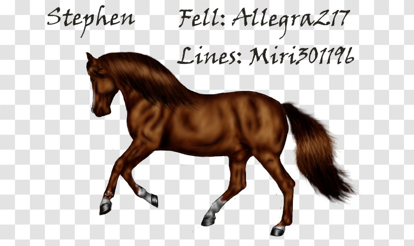 Mane Mustang Foal Stallion Mare - Ziemlich Transparent PNG