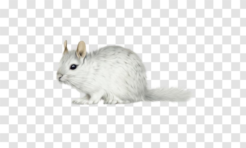 Gerbil Long-tailed Chinchilla Short-tailed Whiskers Domestic Rabbit - Rodent - Rat Transparent PNG