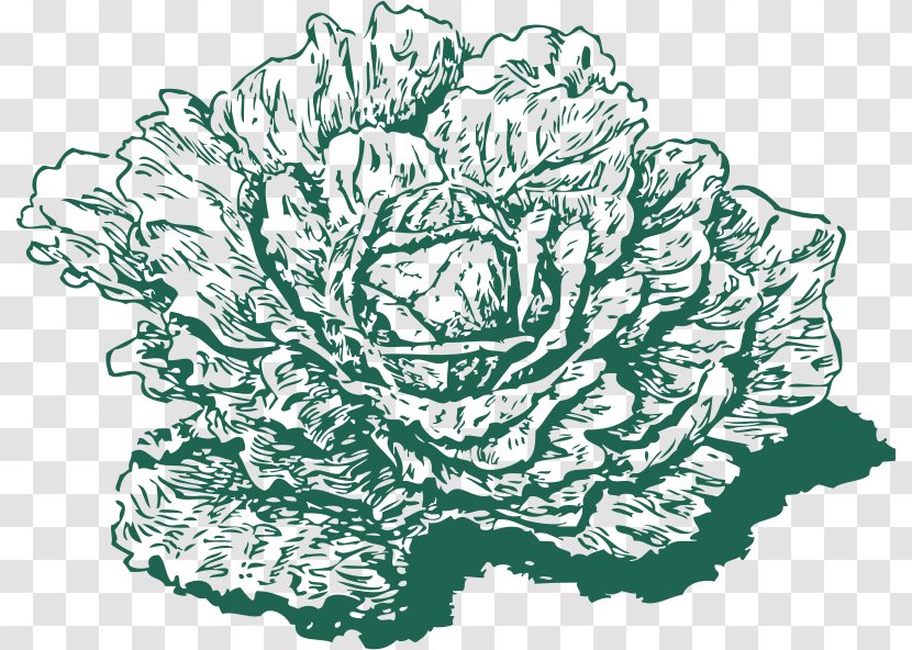 Red Cabbage Savoy Collard Greens Clip Art - Drawing - Dutch Cliparts Transparent PNG