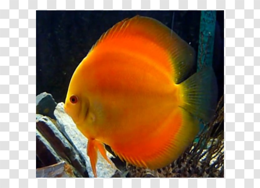 Aquariums Feeder Fish Goldfish Siamese Fighting - Marine Biology - Symphysodon Aequifasciatus Transparent PNG