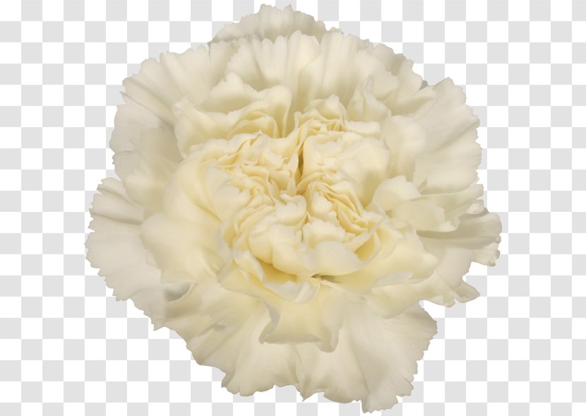 Carnation Cut Flowers Alessandria White Skin - Goldpreis Transparent PNG