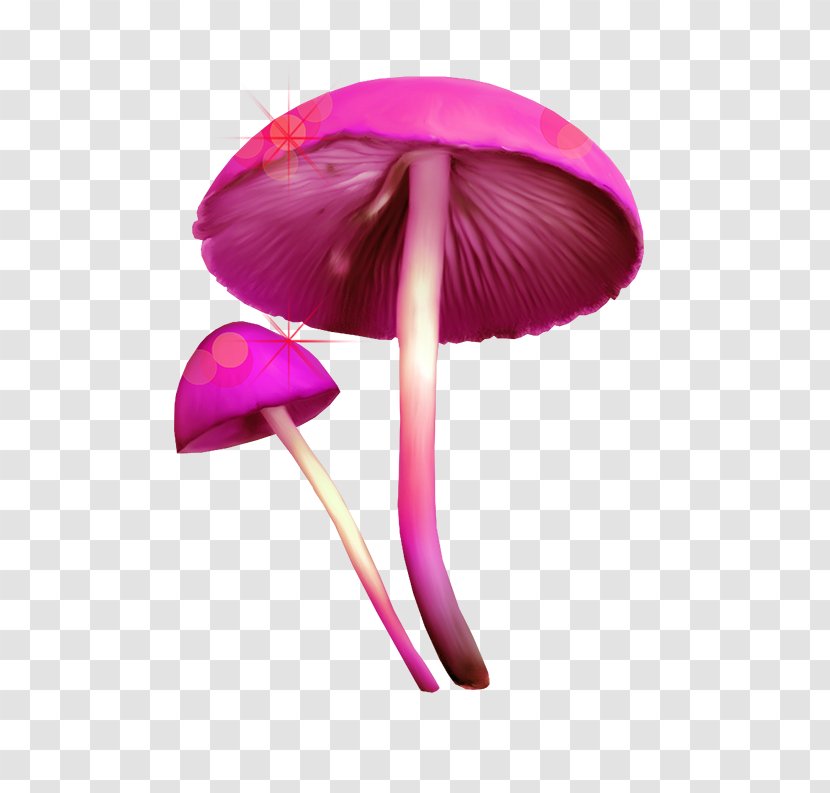 Fungus Mushroom Clip Art - Poisonous Mushrooms Decorative Material Transparent PNG