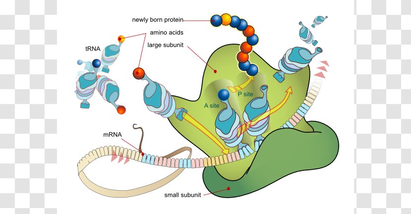 Translation Messenger RNA Transcription Protein Biosynthesis - Amino Acid - Ribosomes Cliparts Transparent PNG