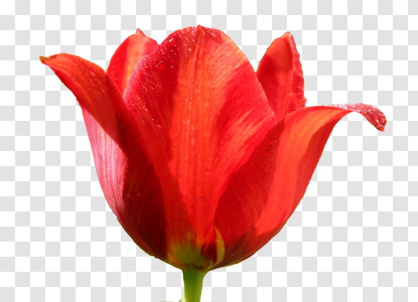 Tulipa Sprengeri Flower Clip Art - Plant Stem - Tulips Transparent PNG