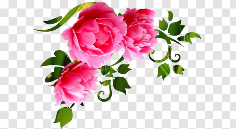 Garden Roses Cut Flowers Wall Decal Floral Design - Rose - Flower Transparent PNG