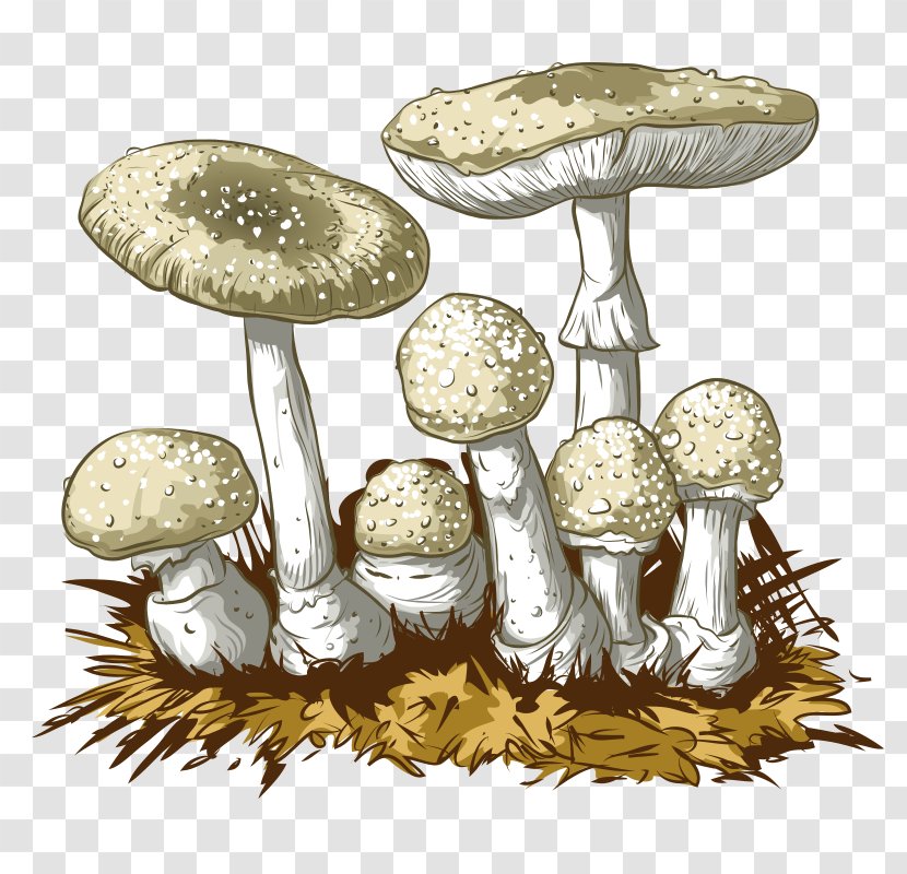 Amanita Muscaria Edible Mushroom Fungus - Hand Drawn Mushrooms,food,straw Mushroom,plant,food Transparent PNG