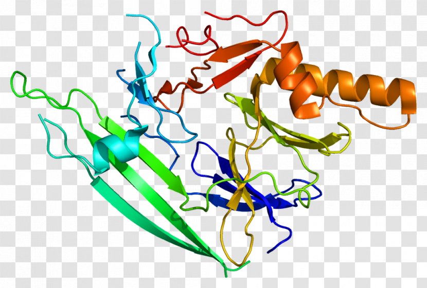 Unfolded Protein Response ERN1 Kinase Structure - Tree - Frame Transparent PNG