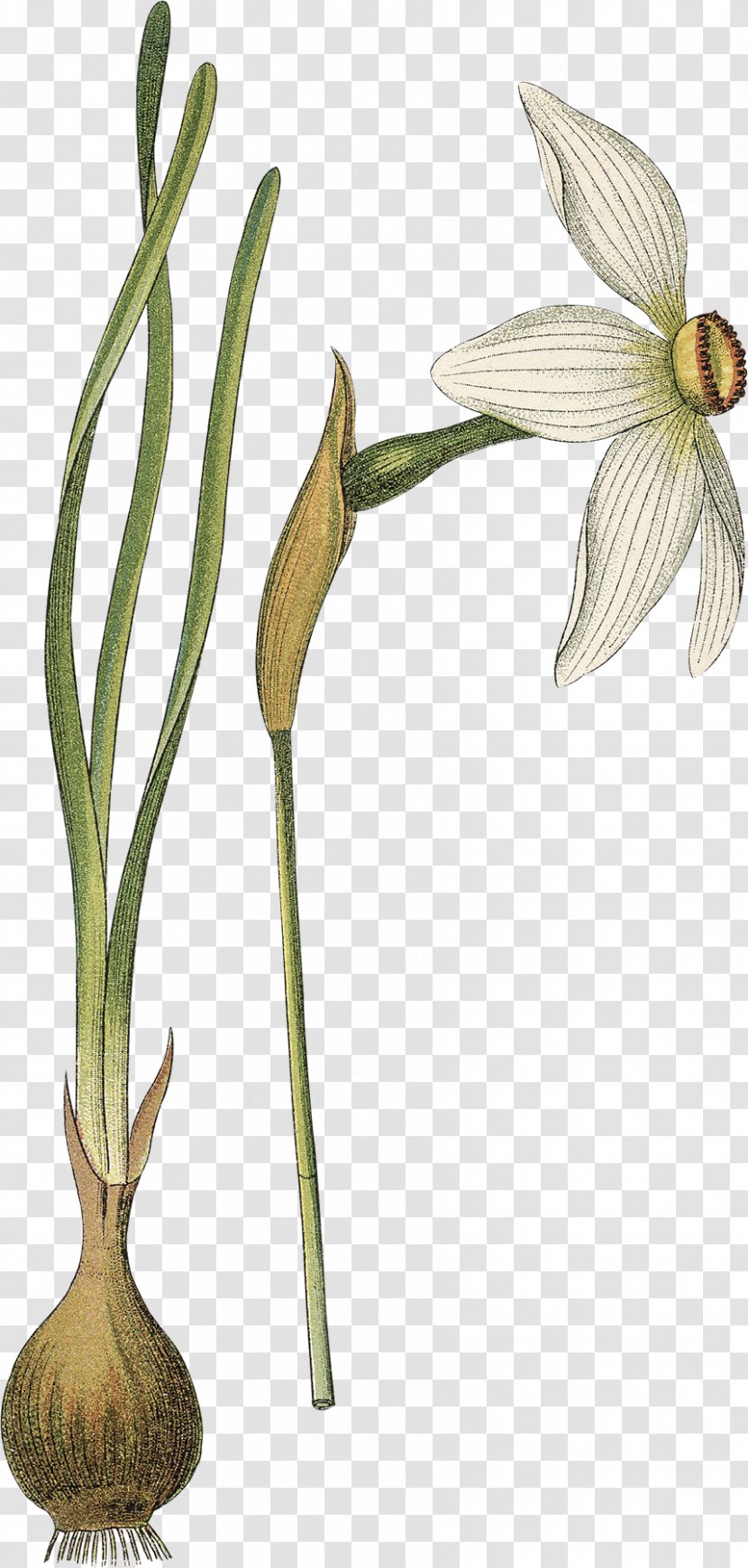 Poet's Narcissus Flower Botany Botanical Illustration Drawing - Flowering Plant Transparent PNG