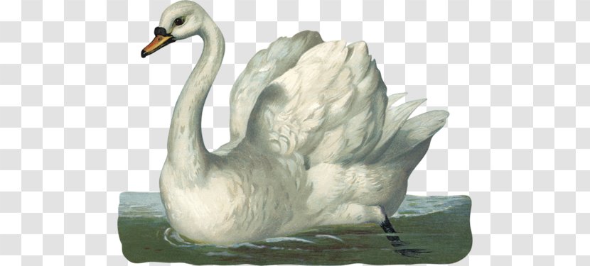 Bird Duck Goose Domestic Animal Clip Art - Black Swan Transparent PNG