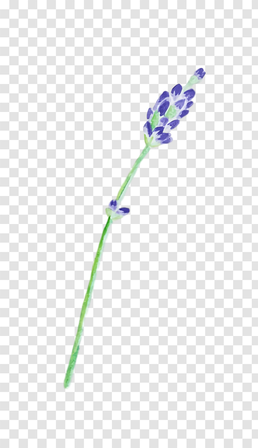 Lavender Transparent PNG