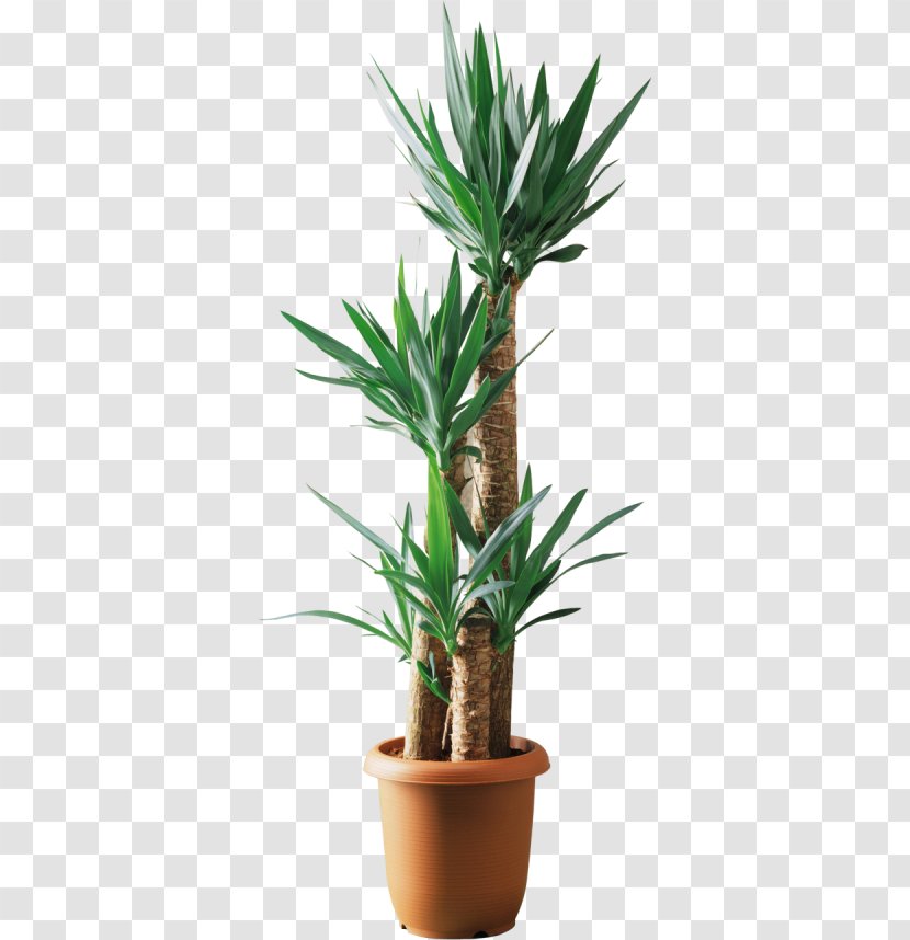 Yucca Filamentosa Lucky Bamboo Plant Tree Dracaena Fragrans - Scattered Potted Palm Transparent PNG