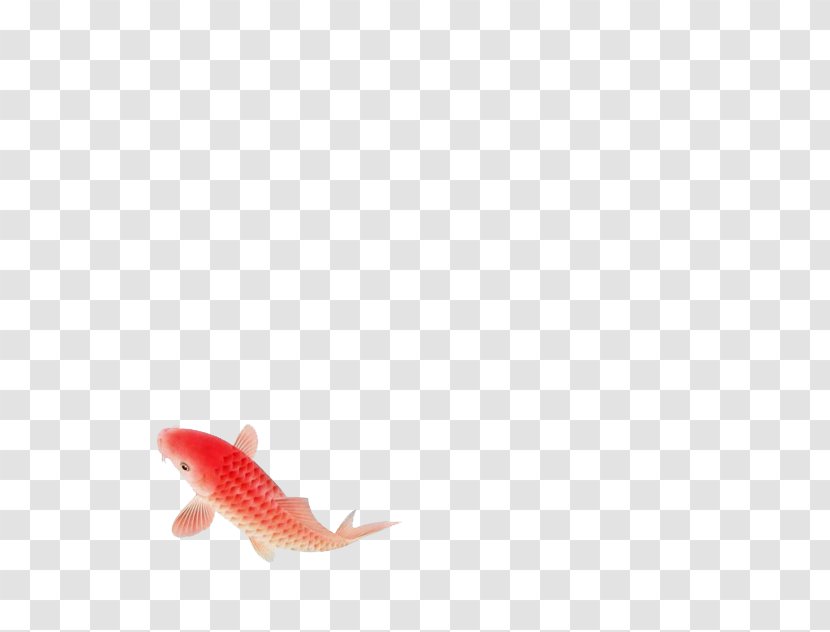 Koi - Fish - A Red Transparent PNG