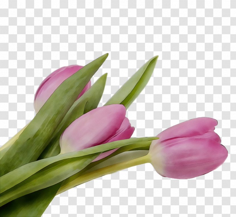 Flower Tulip Plant Pink Cut Flowers Transparent PNG