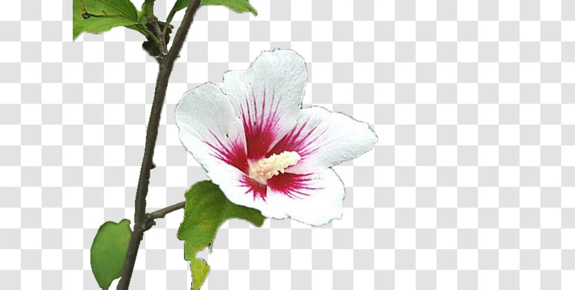 Shoeblackplant Annual Plant Herbaceous Plants Rosemallows - Face Flower Transparent PNG