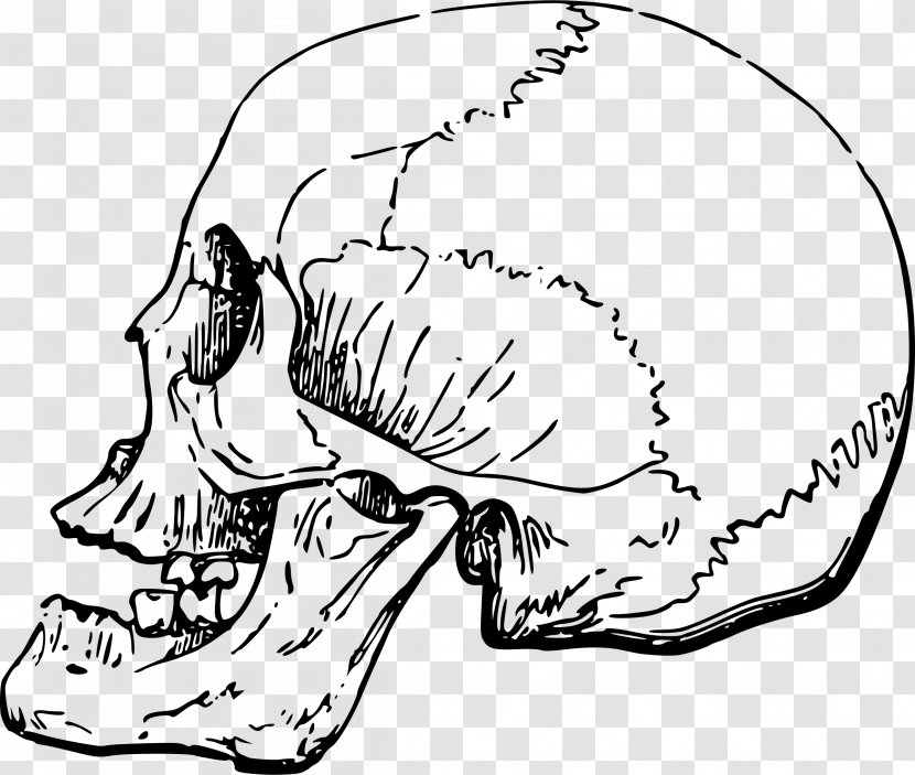 Skull Bone Clip Art - Heart - Bones Transparent PNG