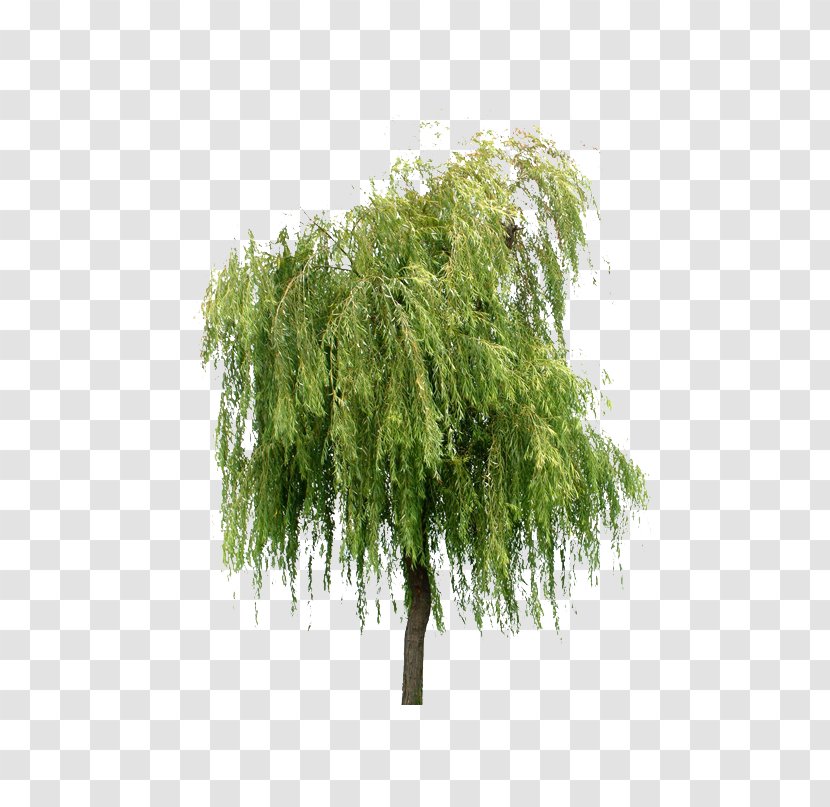 Willow Tree Layers - Shrub - Trees Transparent PNG