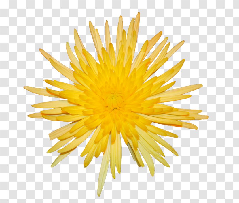 Chrysanthemum Dandelion Yellow Transparent PNG