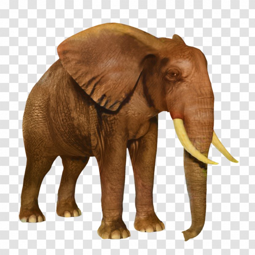 African Bush Elephant Clip Art Image - Elephants Transparent PNG