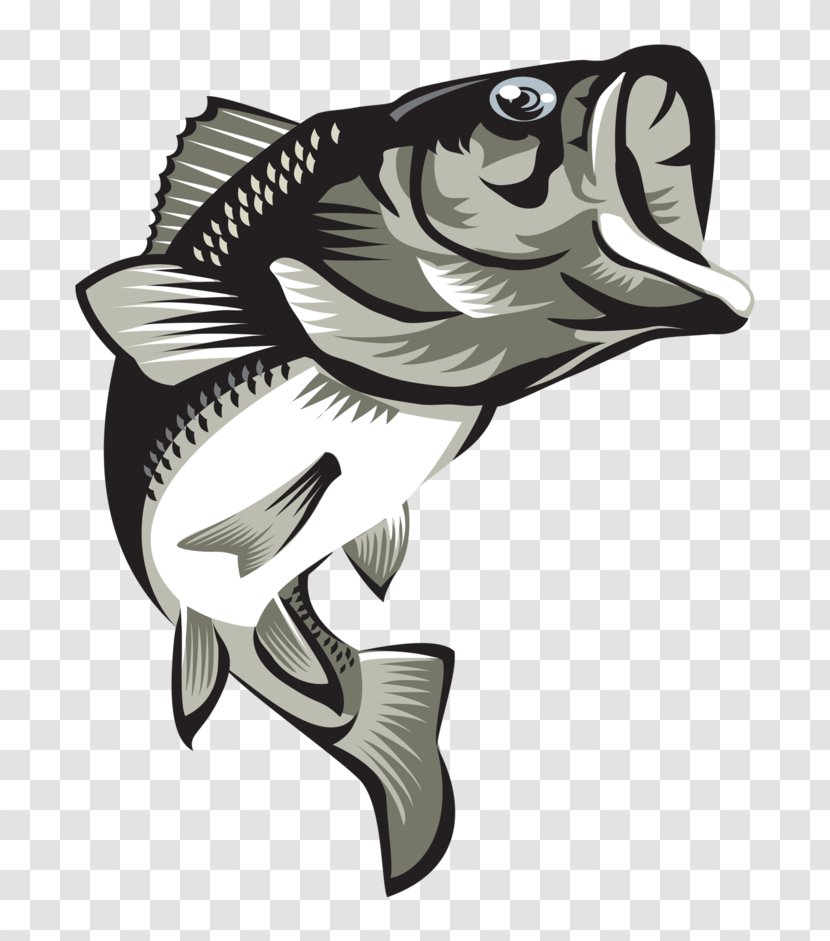 Largemouth Bass - Illustrator - Large Mouth Transparent PNG